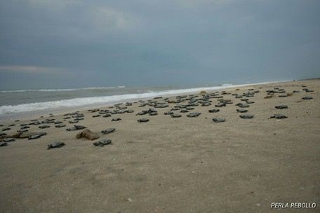 Nacen en Tamaulipas más de 100 mil crías de tortugas Lora 