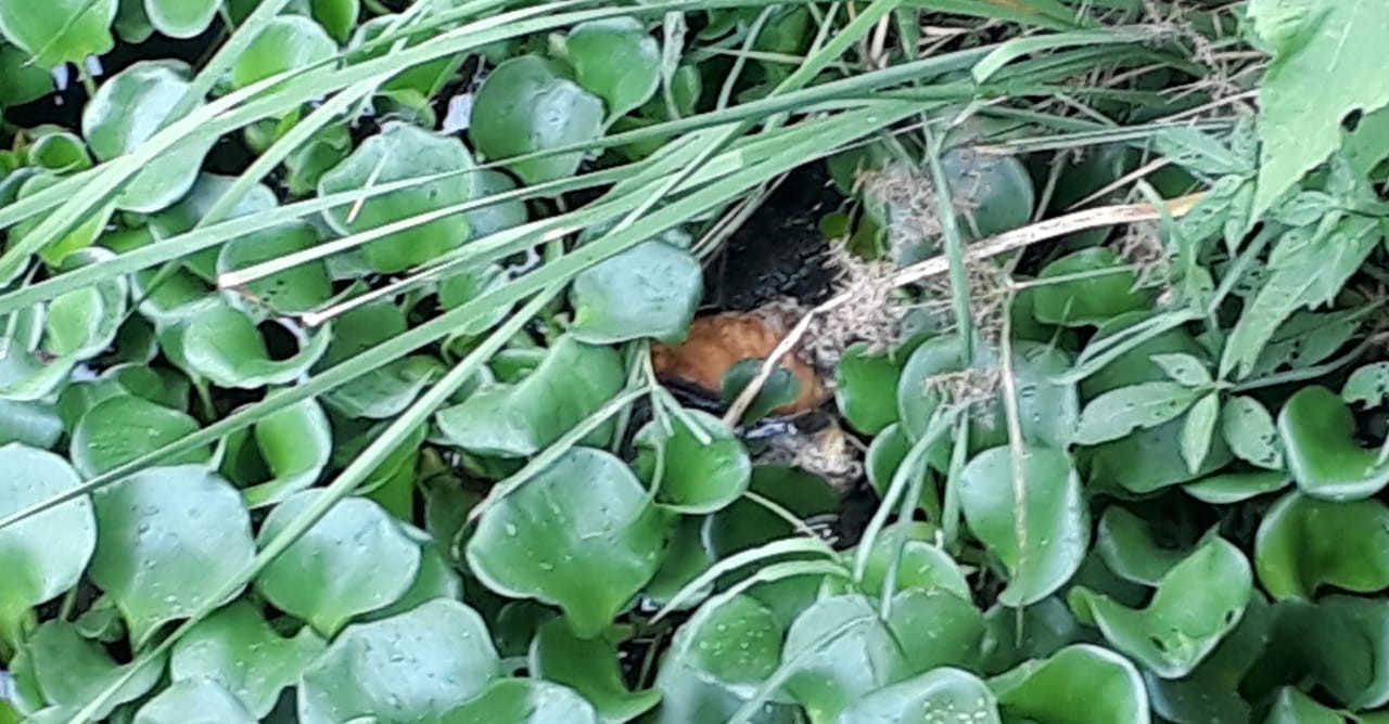 Cocodrilos defienden a muerte sus territorios en Lagunas del sur de Altamira.