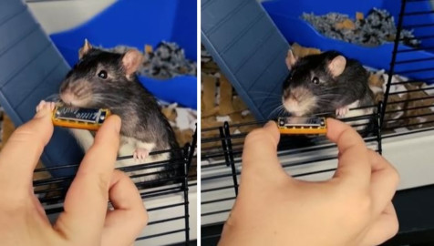 Rata toca la armónica y conquista las redes 