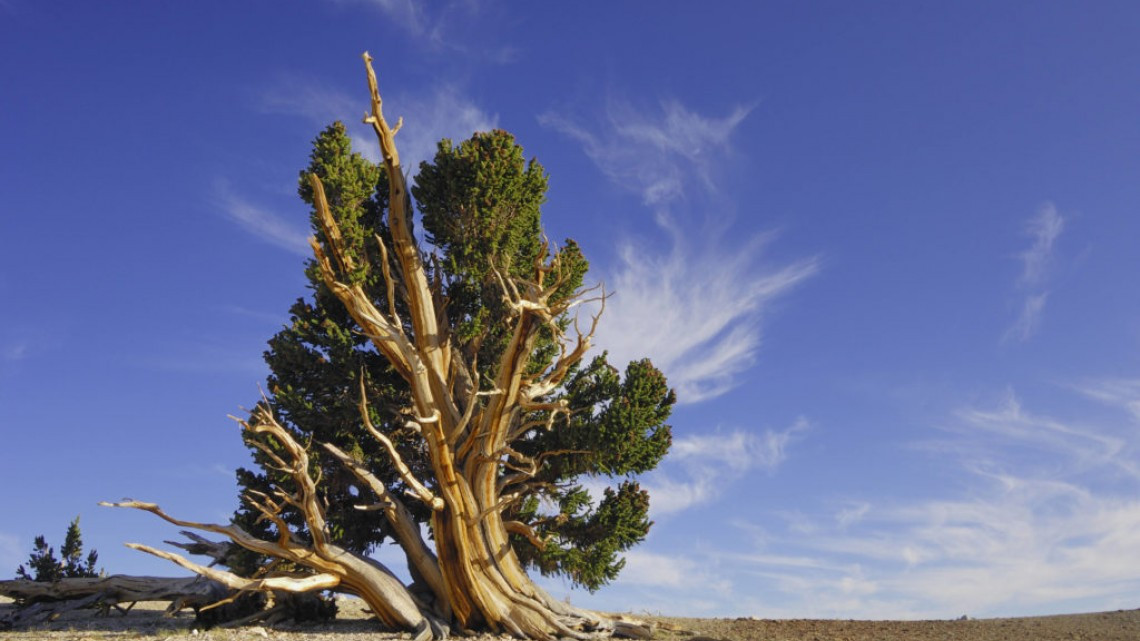“Prometeo”, un pino muy viejo, más que las pirámides