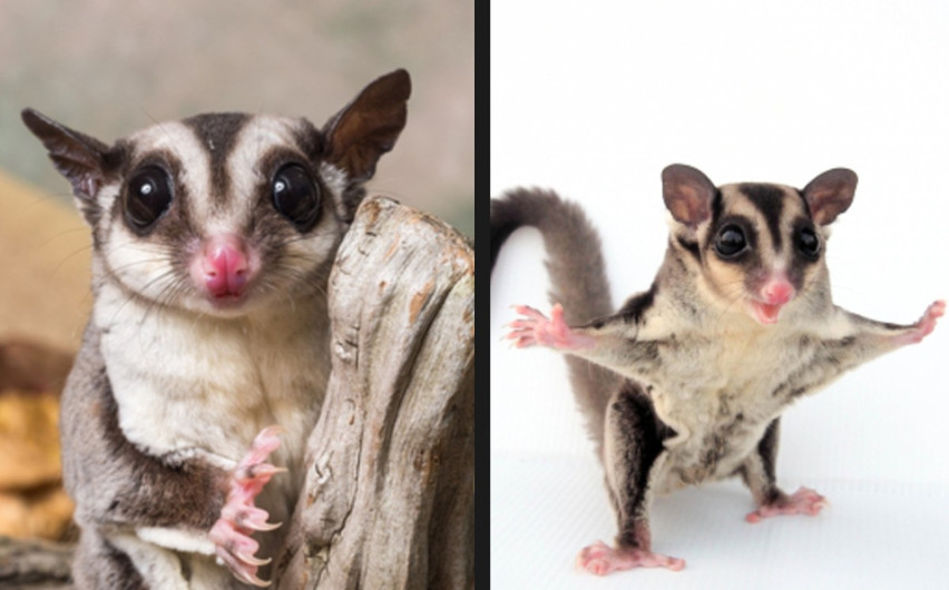 Mujer entrena a planeadores de azúcar en su casa