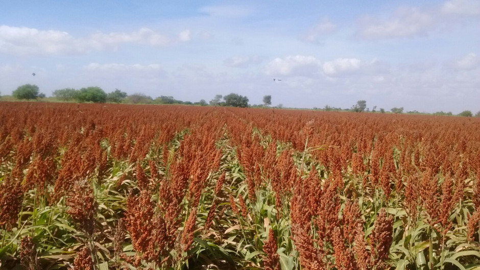 Campos listos para siembras