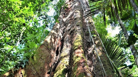 El “árbol más grande” del Amazonas, fuera del peligro de los incendios