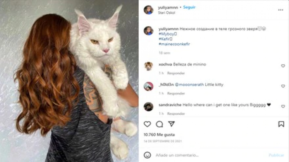 Se vuelve viral gato con el tamaño de un perro