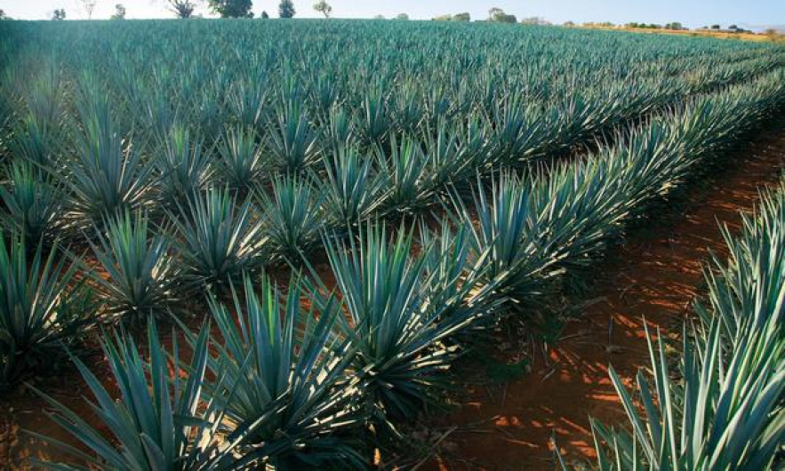 Fortalecen programas de siembra de agave en Tamaulipas