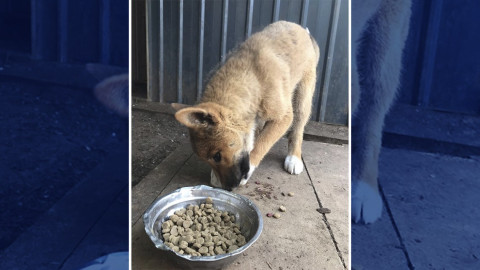 Pensaba que era un zorro o un perro, pero resultó ser algo más sorprendente