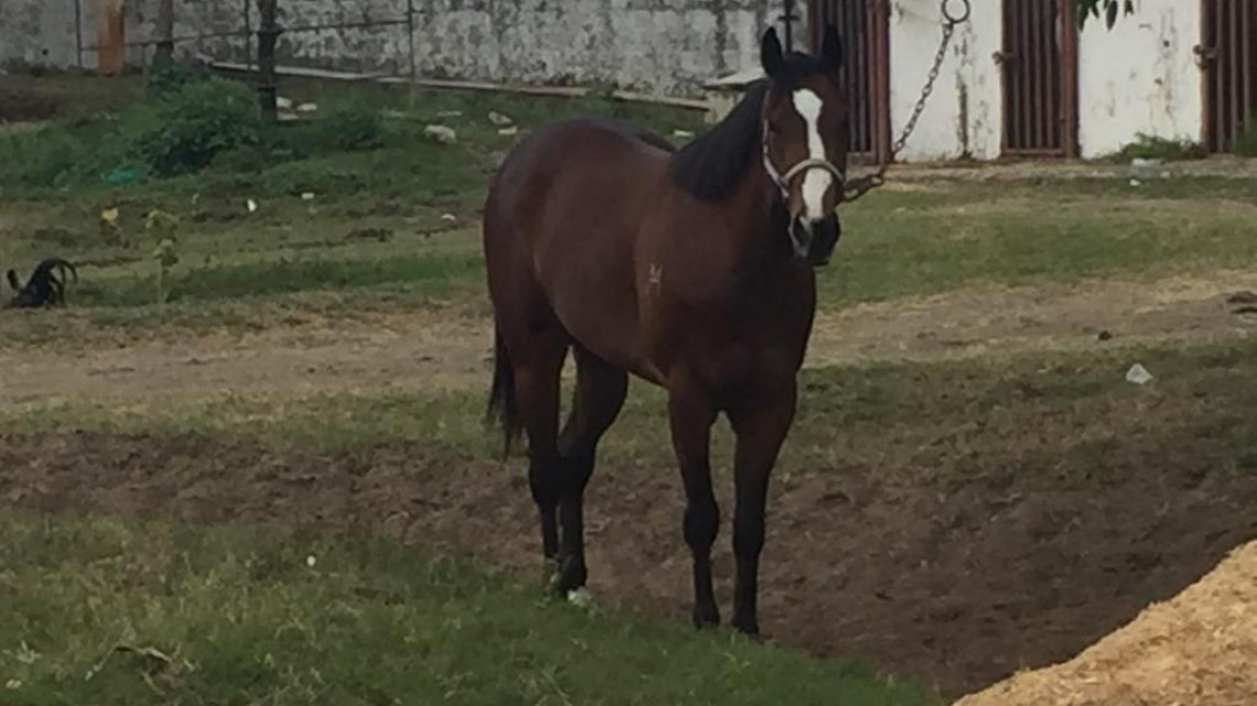 La COEPRIS revisa carnicerías en busca que se cumplan las normas sanitarias