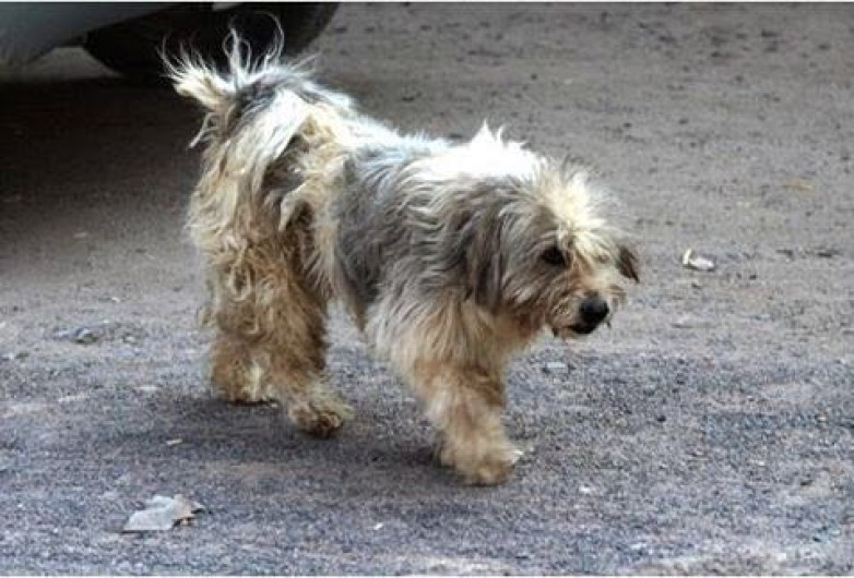 Buscan responsabilizar a ciudadanos del cuidado de sus canes