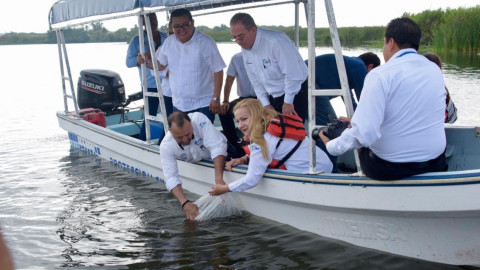 Liberan 50 mil crías de tilapia en sistema lagunario Champayán.