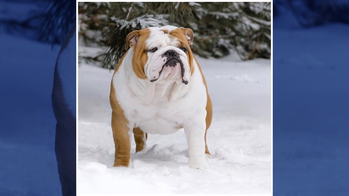 Conoce al adorable cachorro que ganó el National Dog Show 2019