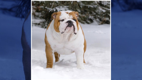 Conoce al adorable cachorro que ganó el National Dog Show 2019