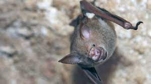 Encuentran 24 nuevos coronavirus en murciélagos de China