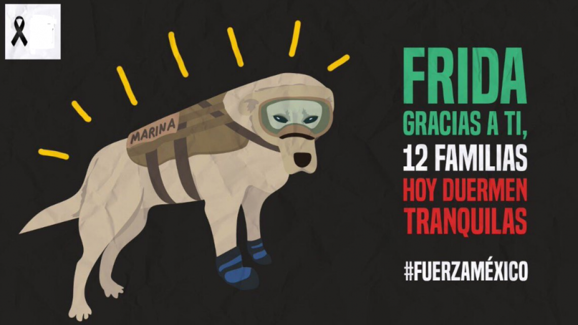 Conoce a Frida, una heroína de cuatro patas