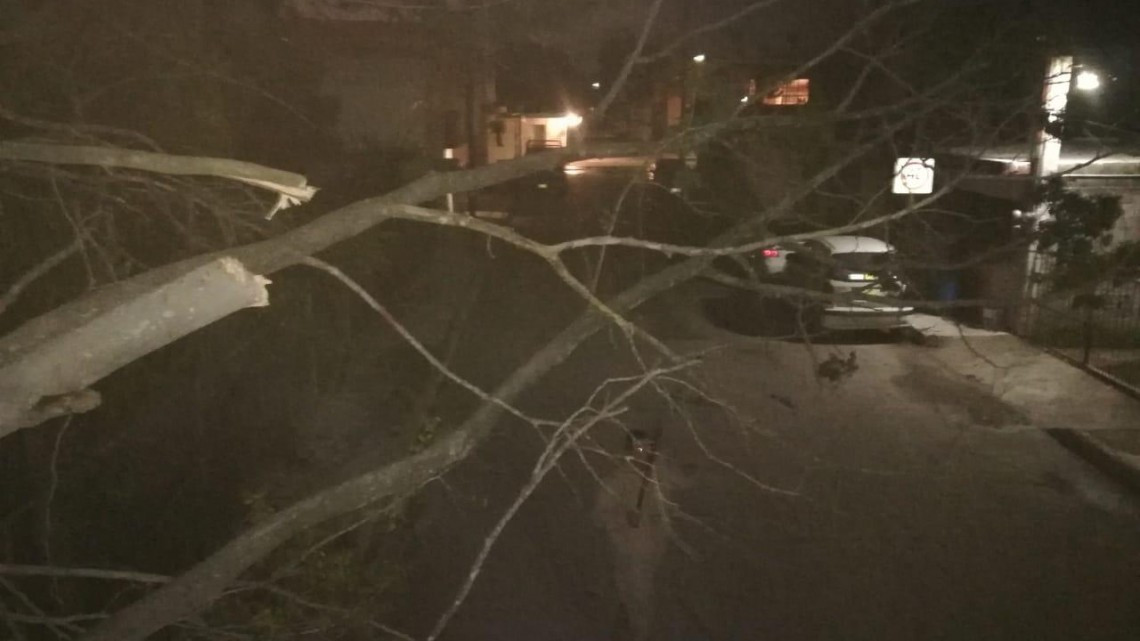 Norte tumba árboles, anuncios luminosos y deja sin luz a colonias de Tampico 