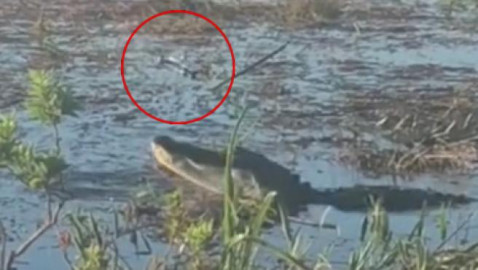 Cocodrilo atrapa un dron en pleno vuelo 