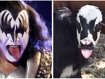 Nace becerra con cara de Gene Simmons