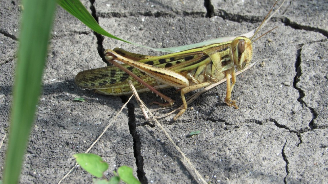 Gobierno del Estado mantiene bajo control la plaga  de langosta