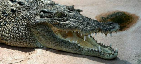 Nuevas medidas de seguridad para ataques de cocodrilos