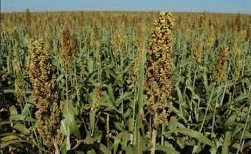 Dañadas 30 mil hectáreas de sorgo por sequía y olas de calor