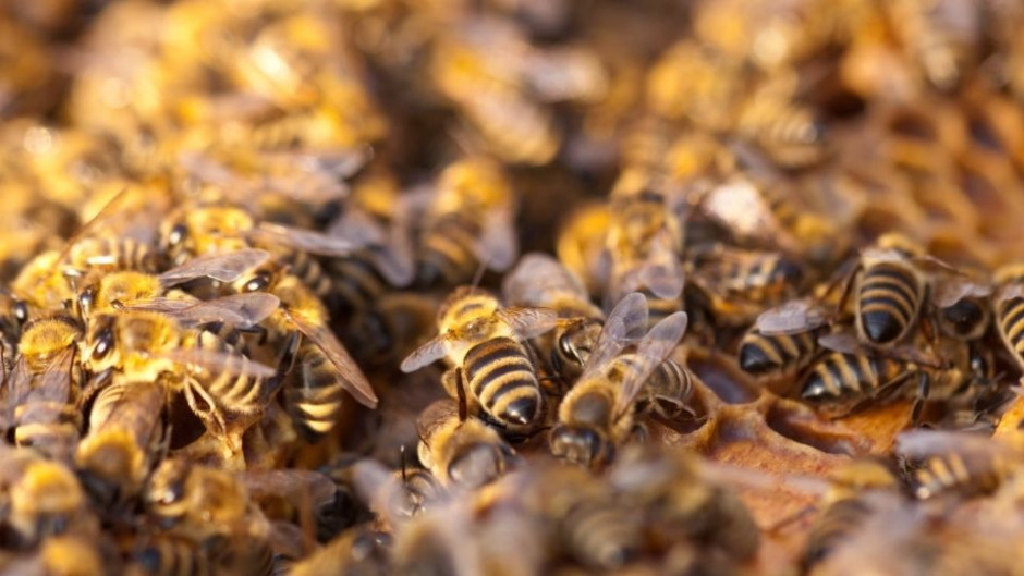 Hospitalizan a pareja tras sufrir ataque por abejas en McAllen