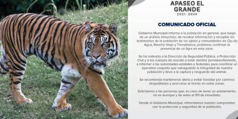 ¡Me pareció ver un lindo gatito! Alertan por posible presencia de un tigre en Apaseo el Grande, Gto