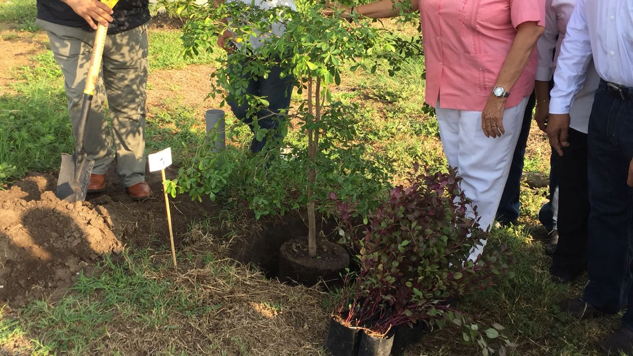 Siembra Ayuntamiento 21 árboles