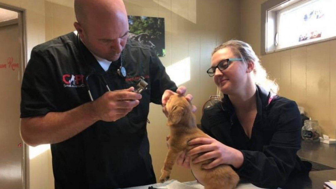 Conoce a ‘Narwhal’, el perrito “unicornio”