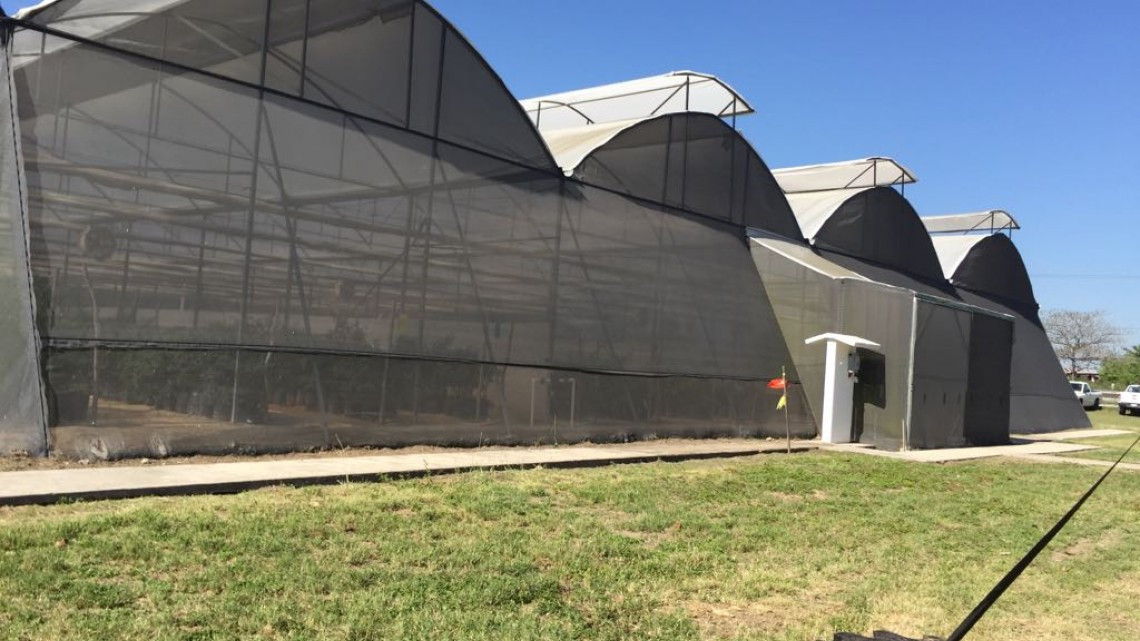 Se prevé buen precio para la venta de cebolla de exportación