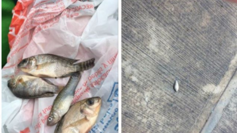 Llueven peces en Tampico