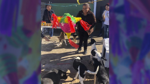 Ofrecen posada para perritos callejeros en Matamoros