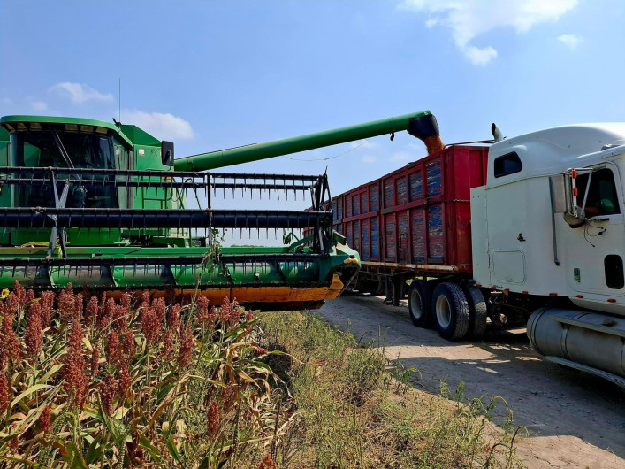 Agricultores esperan que se anuncie esta semana la compensación al precio del sorgo