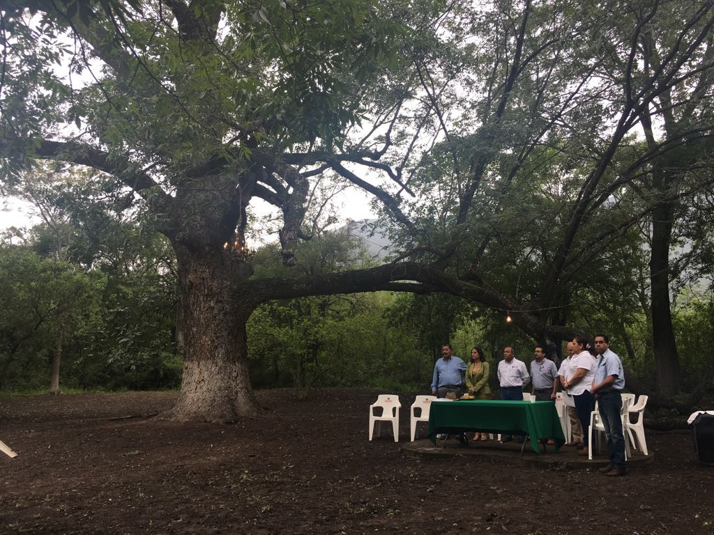 Conmemoran Día del árbol junto a "El abuelo" 
