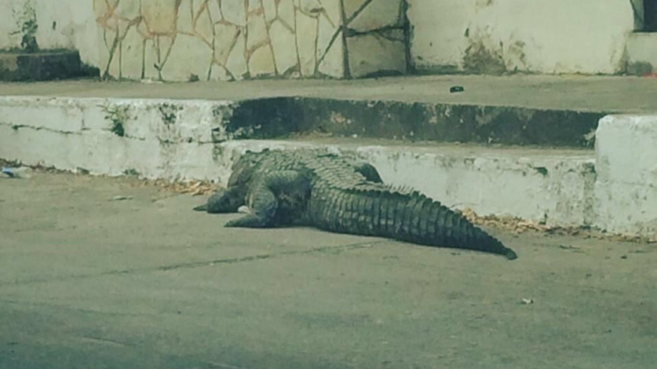 Cocodrilo camina sobre las calles de la colonia del Pueblo