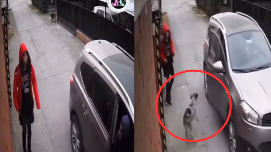 Perro callejero salva a menor de ser secuestrada 