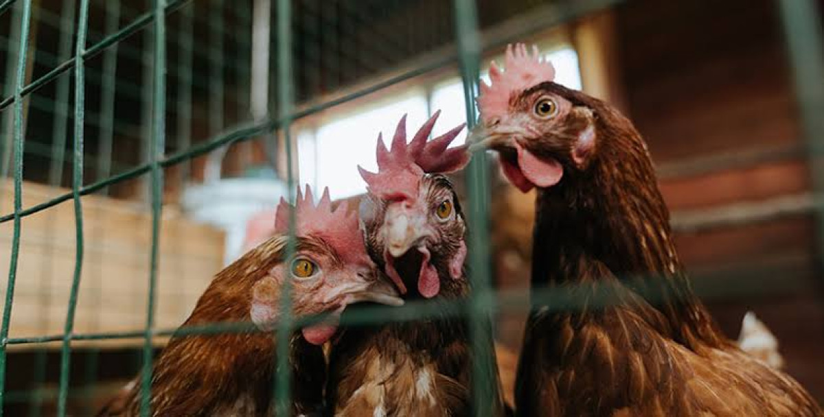 La OMS confirma un caso de gripe aviar en una mujer de 53 años en China