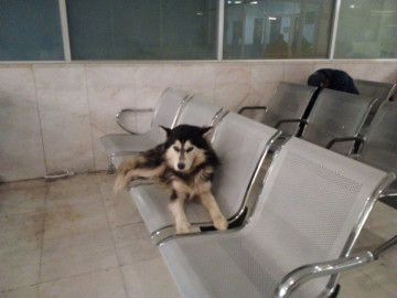Perro espera a su dueño en Hospital