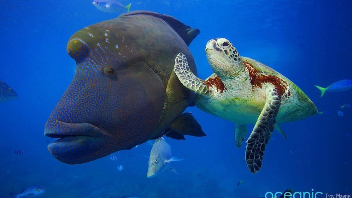 Las 10 fotos graciosas de animales