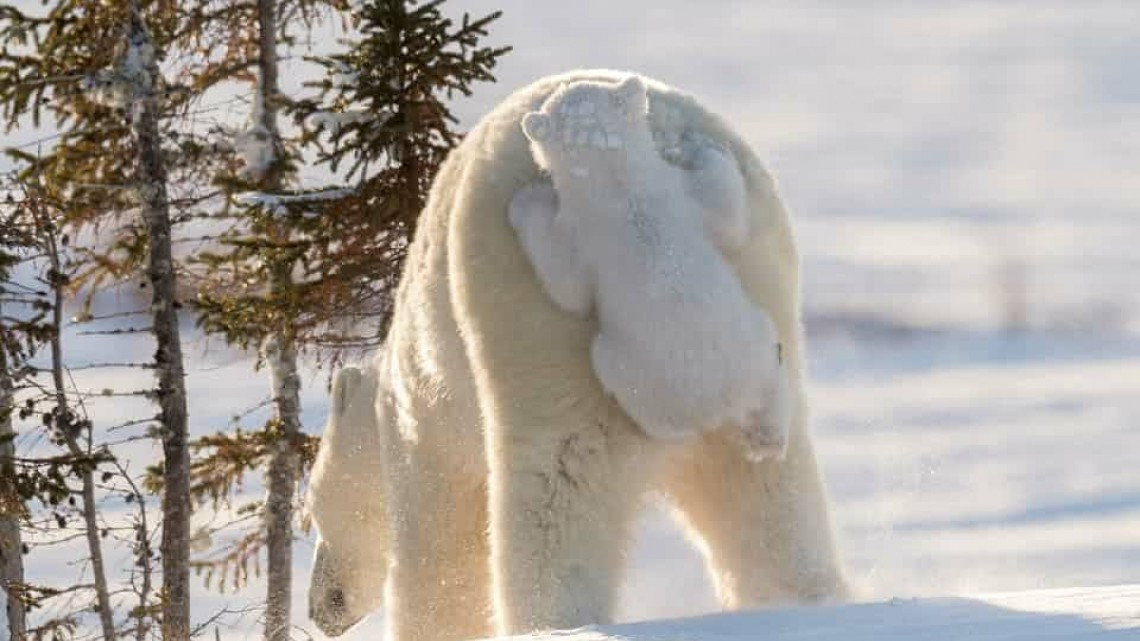 Las 10 fotos graciosas de animales