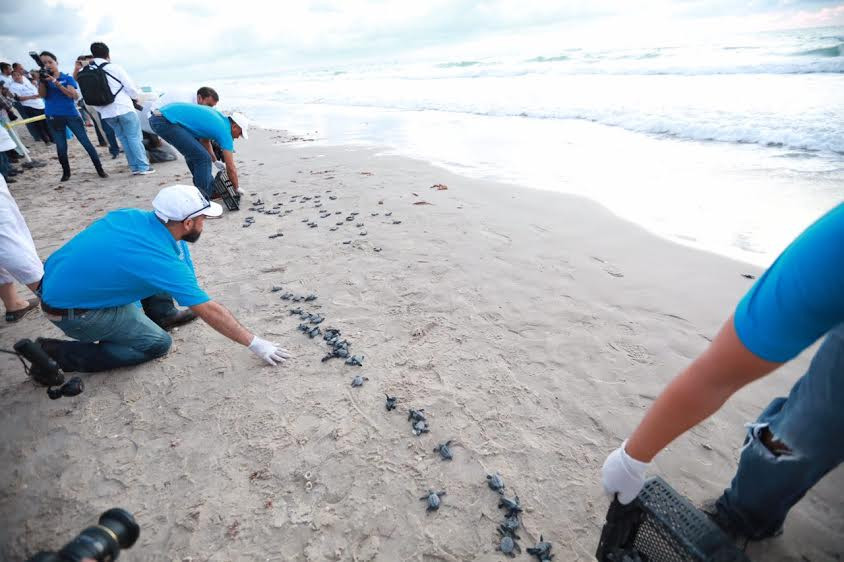 Crías de tortugas lora son liberadas en Soto la Marina