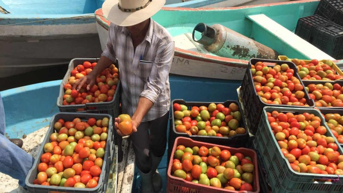 En proyecto la siembra de tilapia en el sistema lagunario