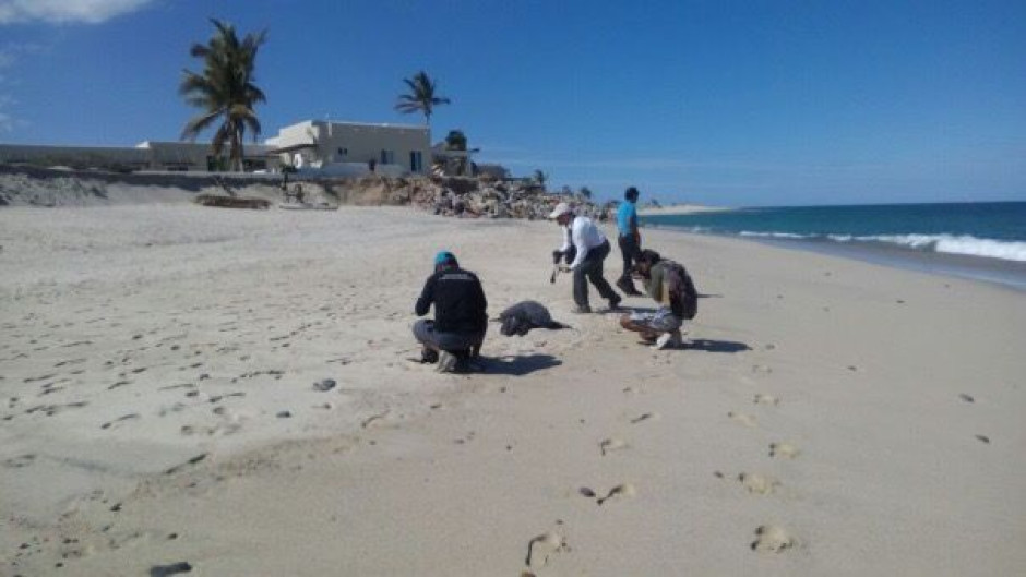 Atiende Profepa varamiento de tortugas marinas muertas por marea roja en BCS