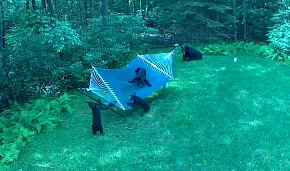 Familia de osos se divierten en el patio de una casa