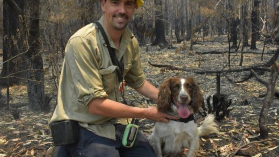 Ella es Taylor, la perrita que ayuda a salvar koalas en Australia