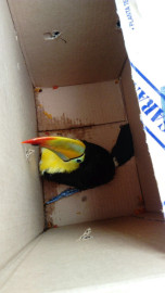 Asegura Profepa un tucán en Ciudad Madero 