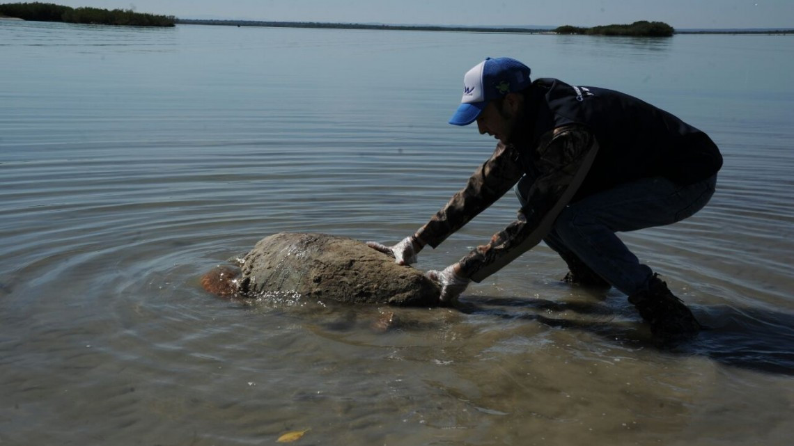 Rescatan y liberan más de 200 tortugas varadas en playas tamaulipecas