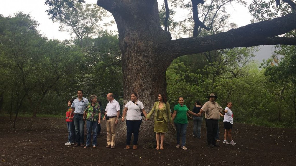 Conmemoran Día del árbol junto a "El abuelo" 