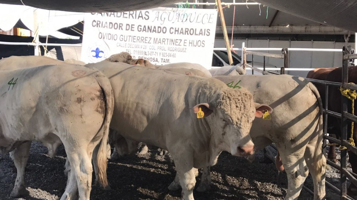 Ofertan sementales en "Mejoramiento Genético Tam 2017"