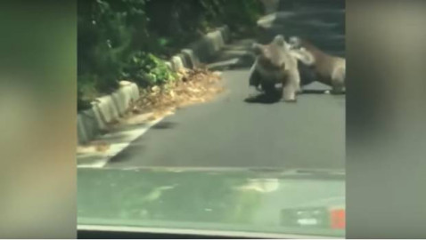 #VIDEO koalas pelean en la carretera