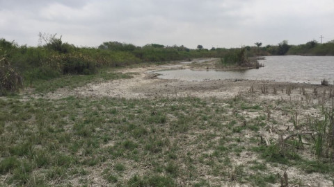 Sequía empieza a afectar a ganaderos de la zona sur de Tamaulipas