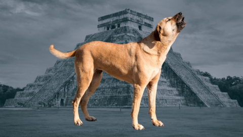 ¿Será un presagio? Perrito sube a la cima de la pirámide de Kukulkán y aúlla sin control